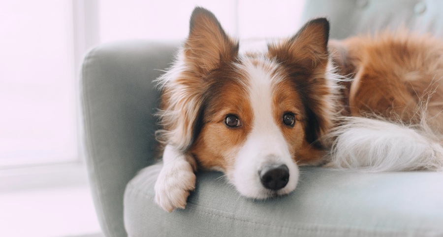 /corporate/images/IndoorCameraForPets.jpg